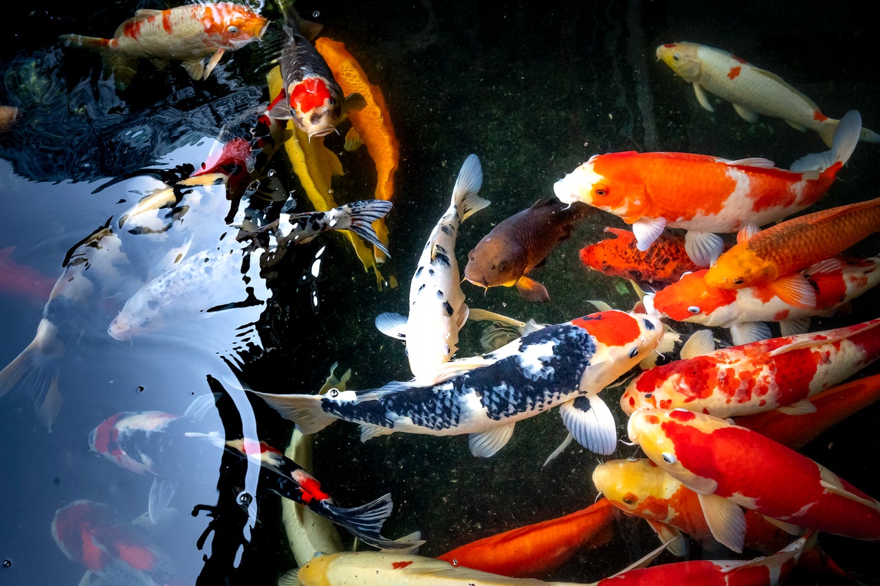 Diverse varietà koi: Bekko, Ogon, Tancho, Showa Sankhoku, Taisho Sankhoku, Kahaku.
